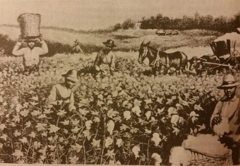Vergų darbas medvilnės plantacijoje XIX a.